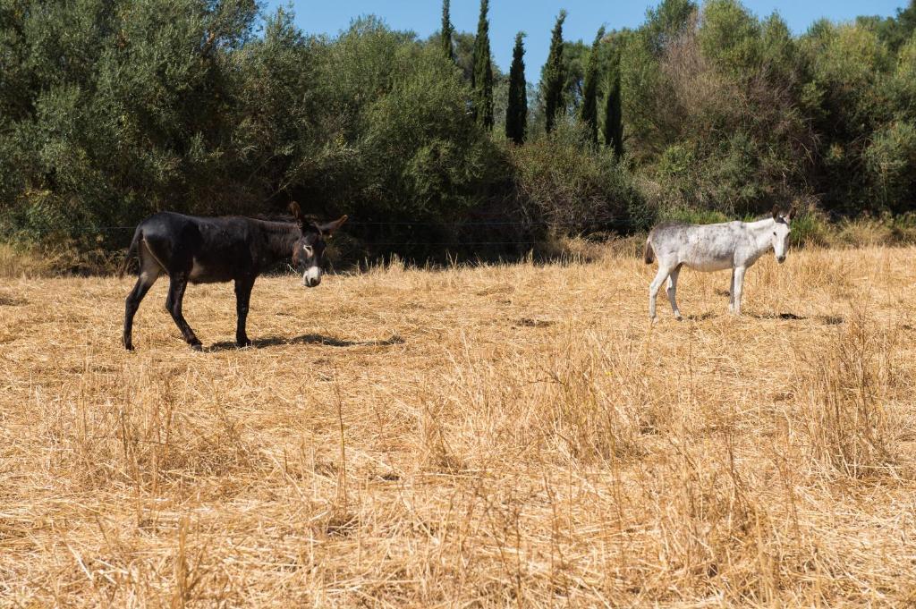 Agroturismo Can Feliu Porreres Eksteriør billede