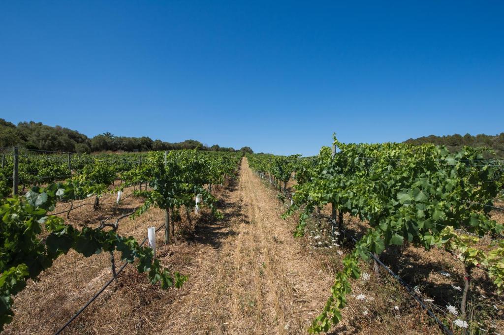 Agroturismo Can Feliu Porreres Eksteriør billede
