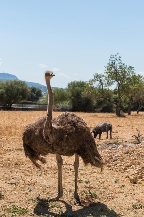 Agroturismo Can Feliu Porreres Eksteriør billede